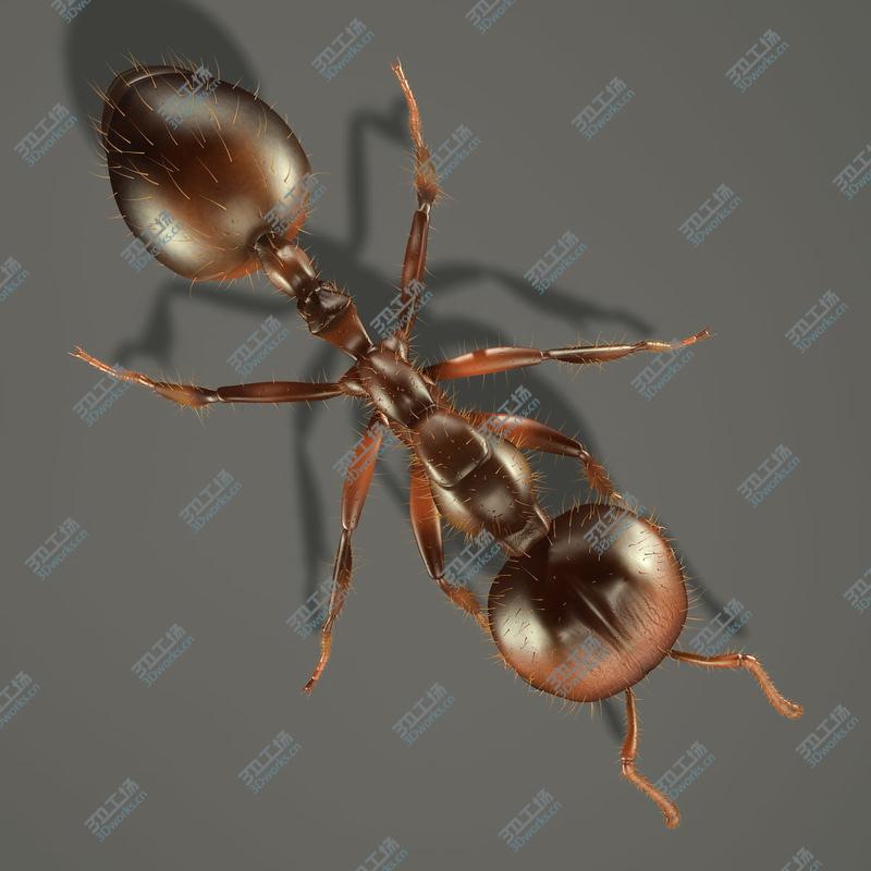 images/goods_img/2021040233/Fire Ant (ANIMATED)/5.jpg